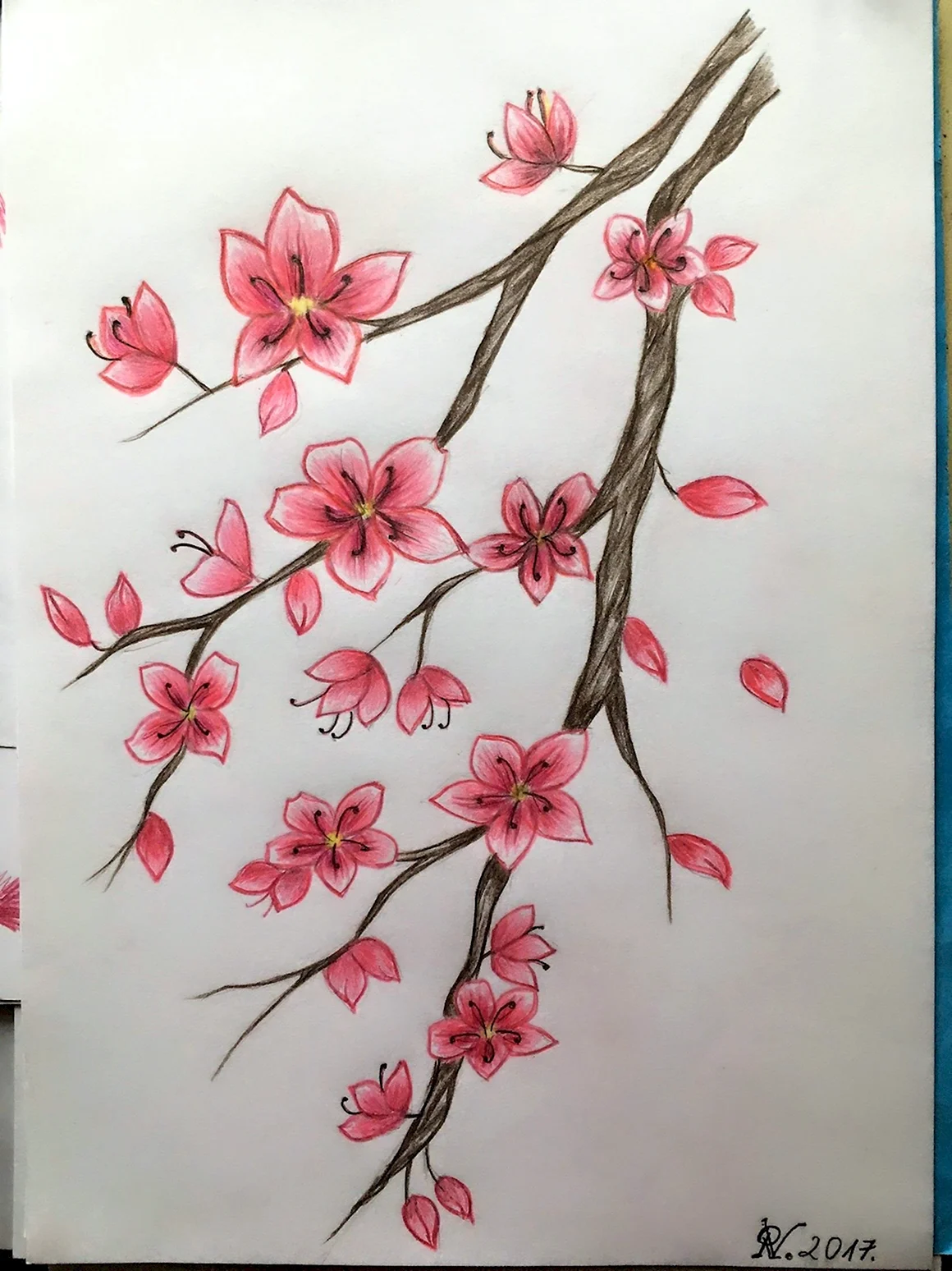 Сакура для срисовки