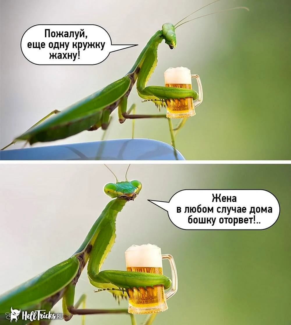 Самка богомола Мем