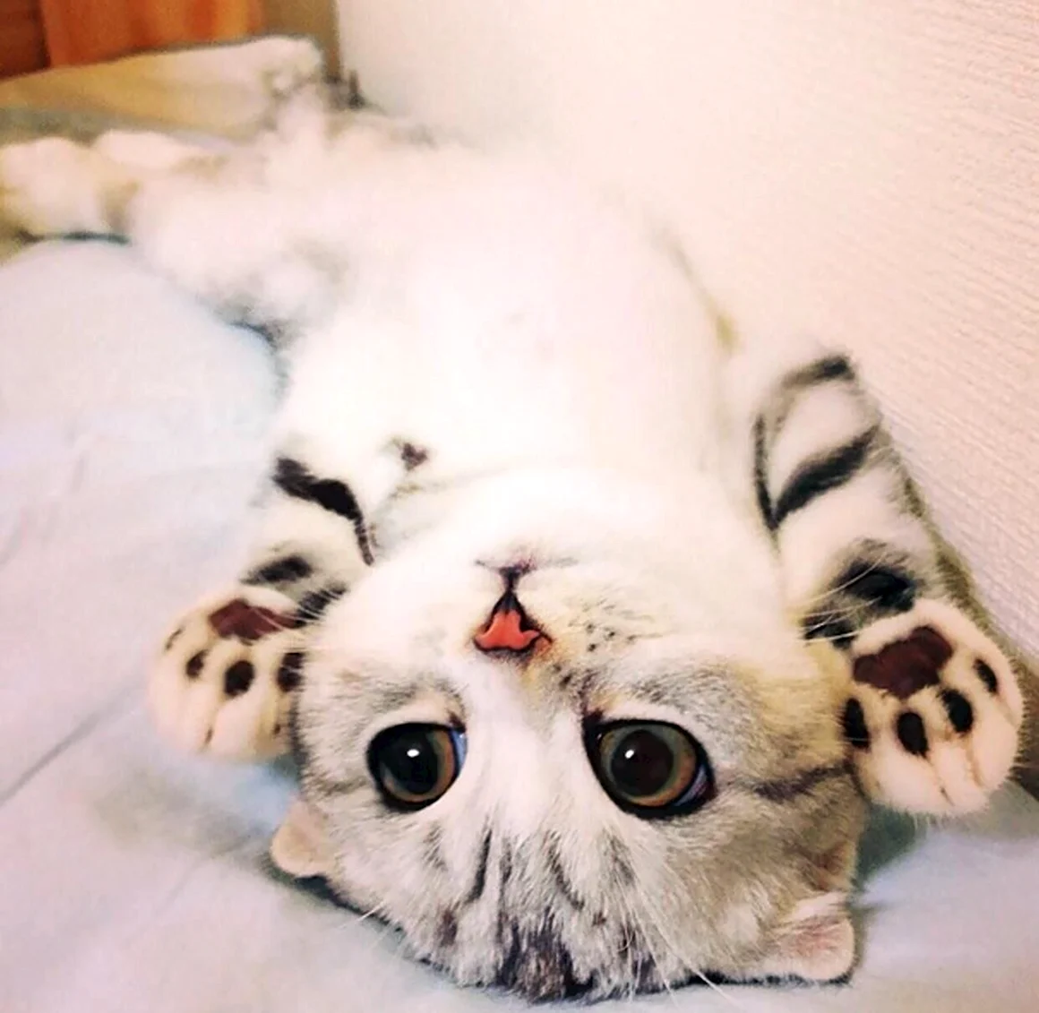 Самые милые кошки
