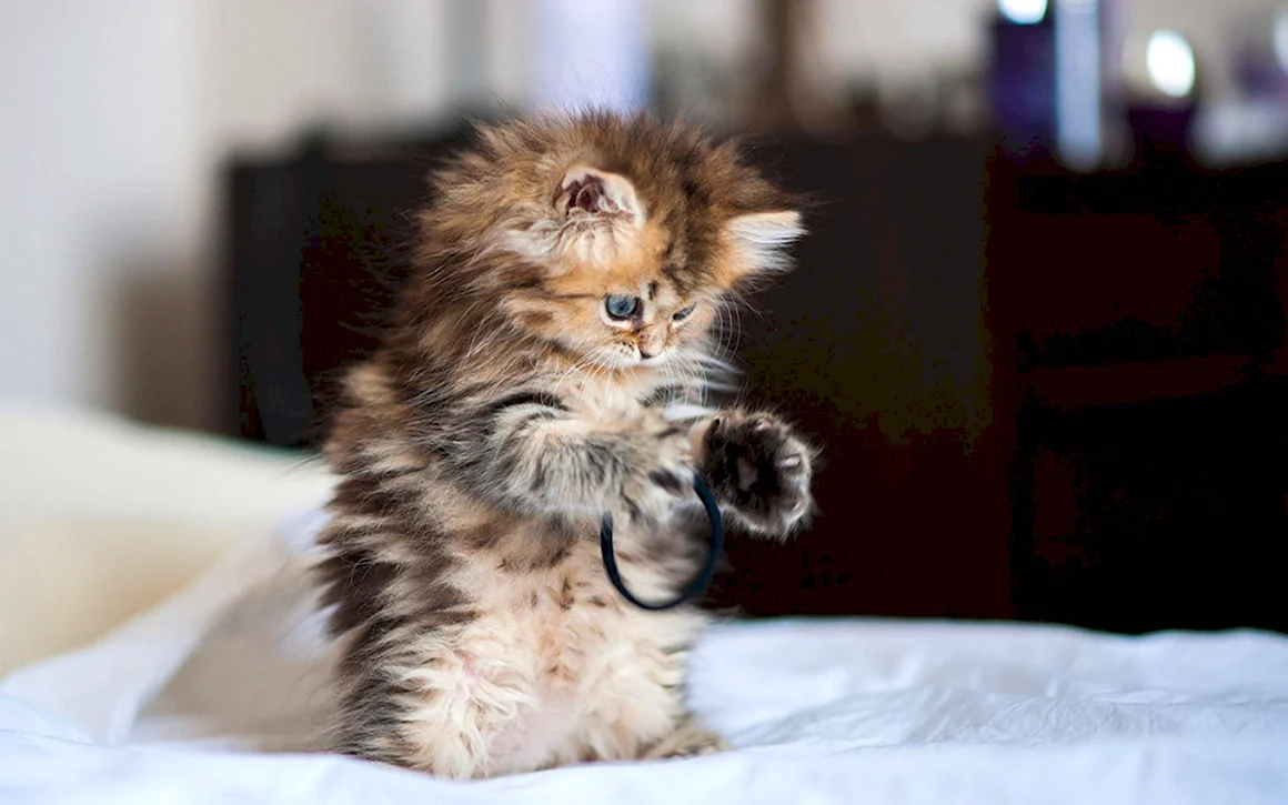 Самые милые котята