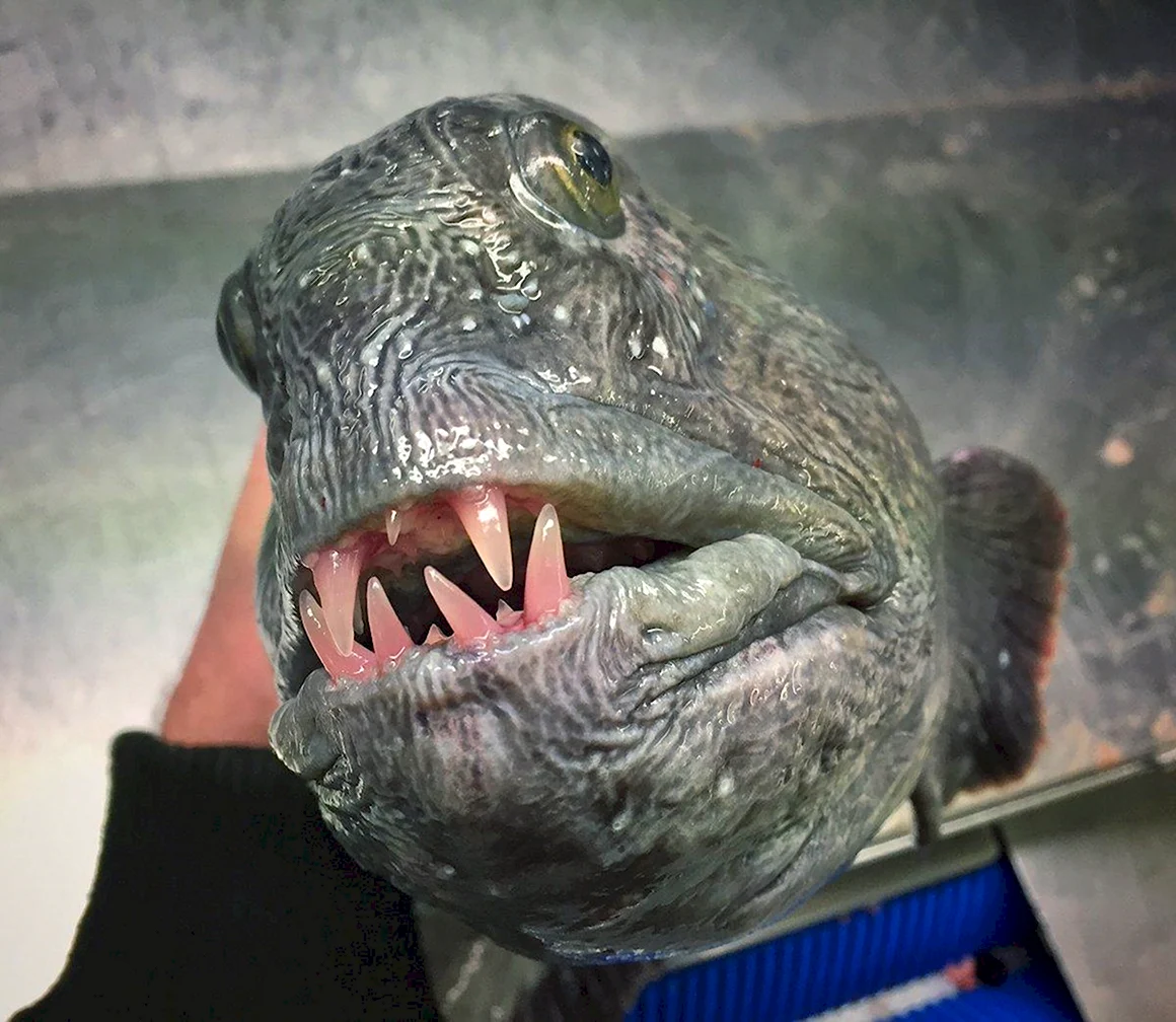 Самые страшные морские монстры