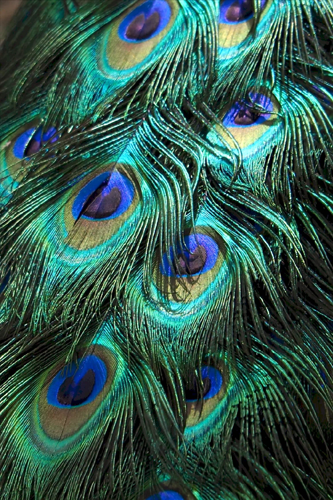Seeds Color Palette изумрудный