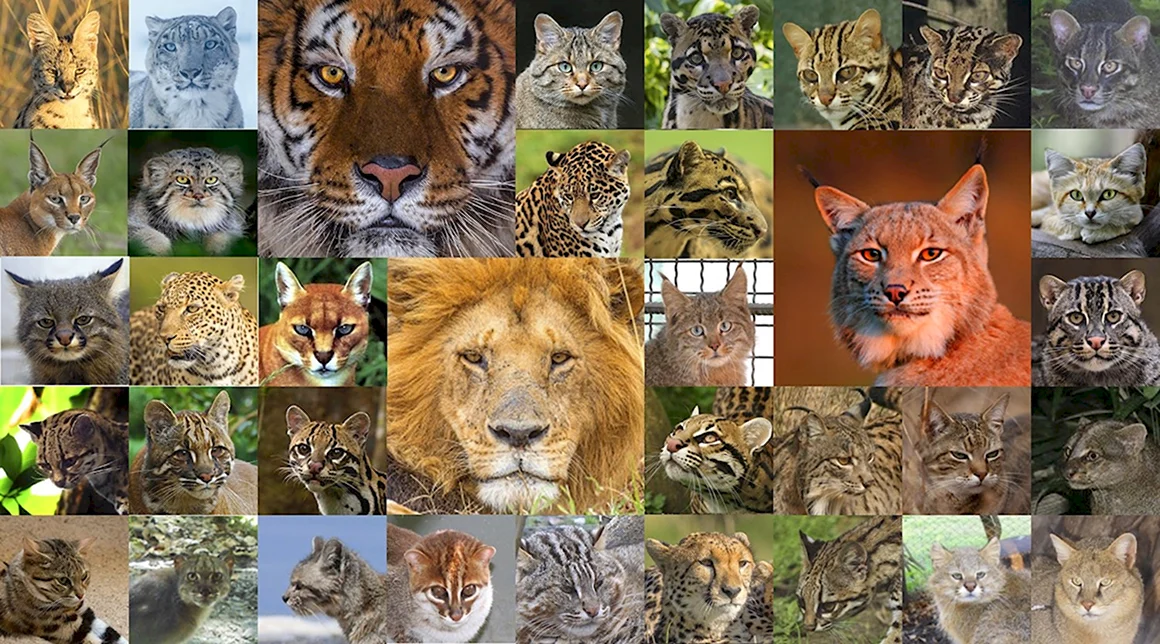 Семейство Felidae