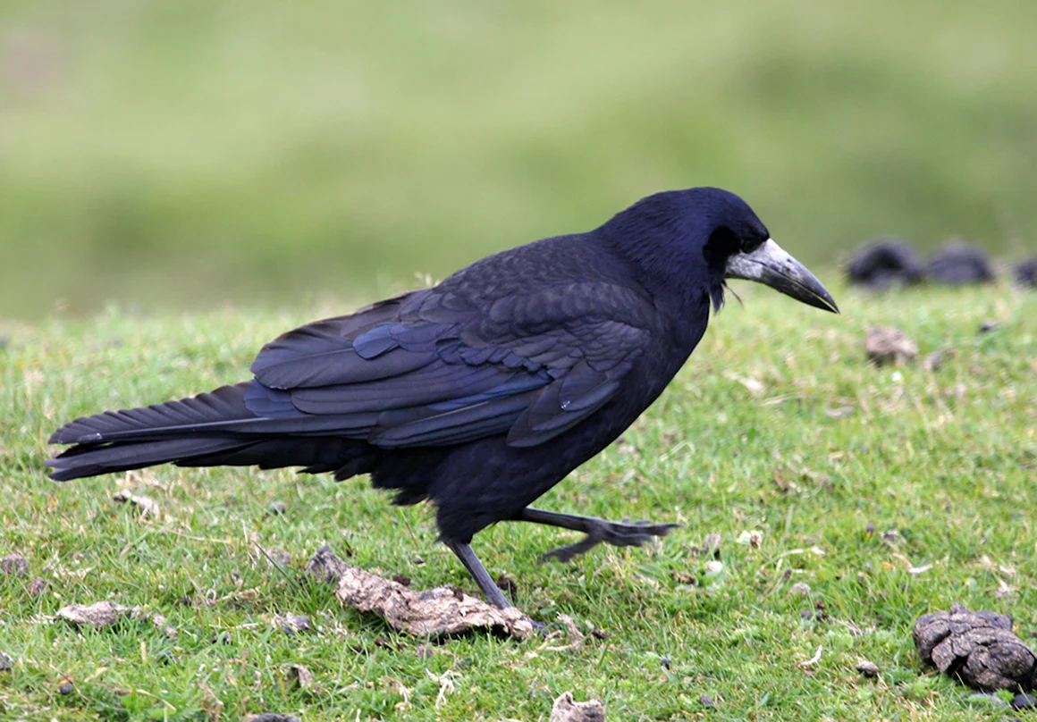 Семейство врановые - Corvidae