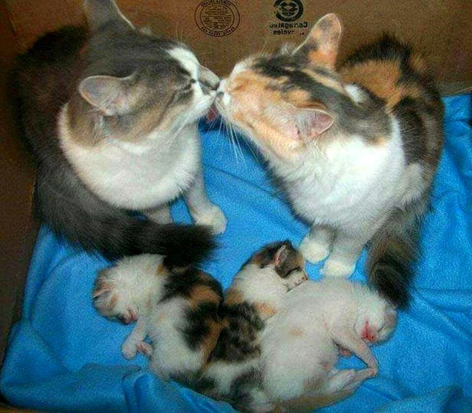 Семья кошек