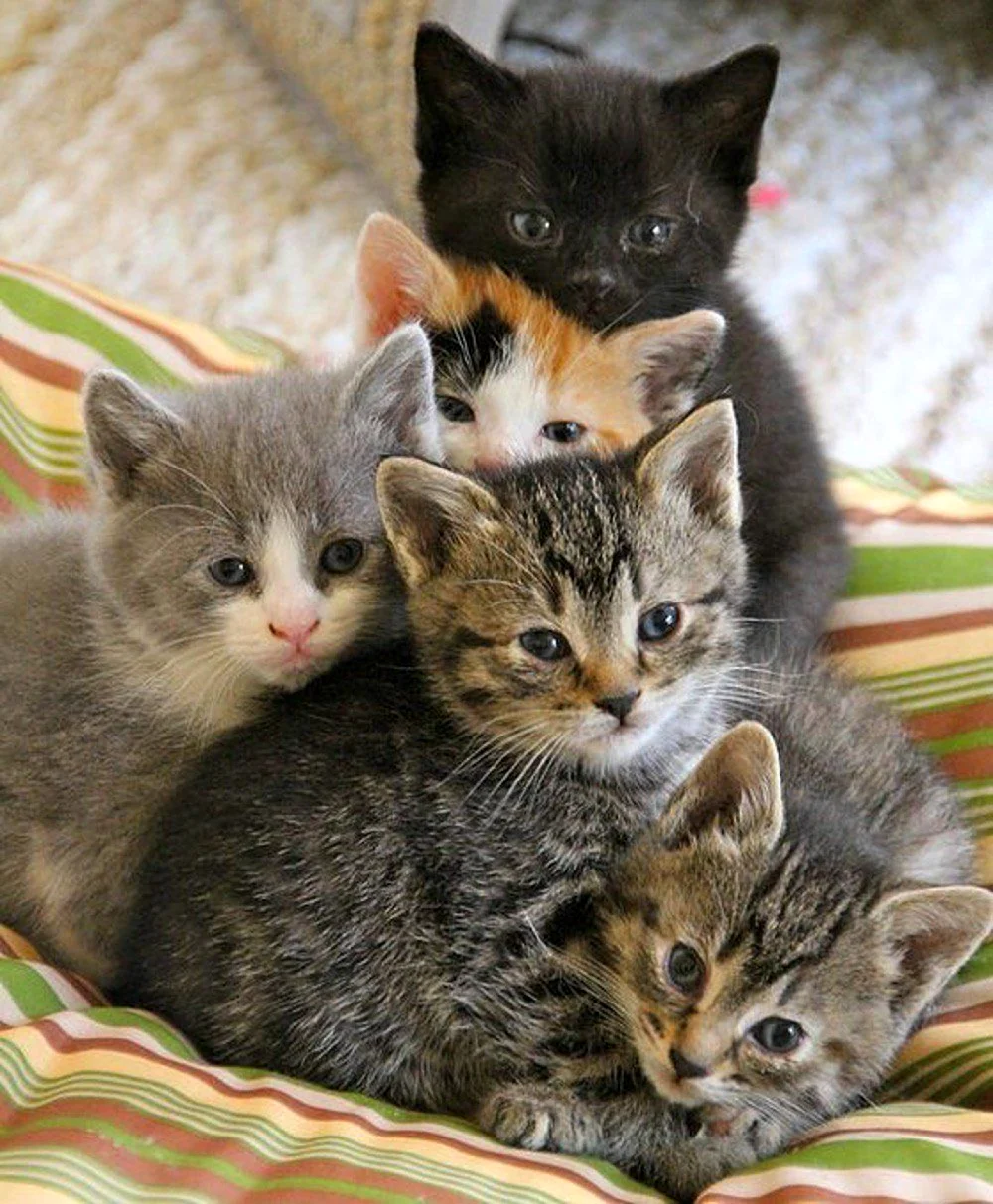 Семья кошек