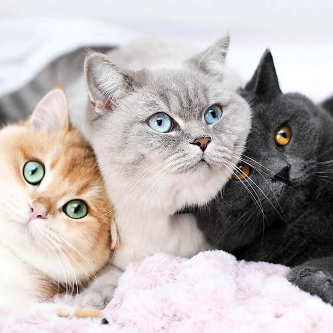 Семья котиков