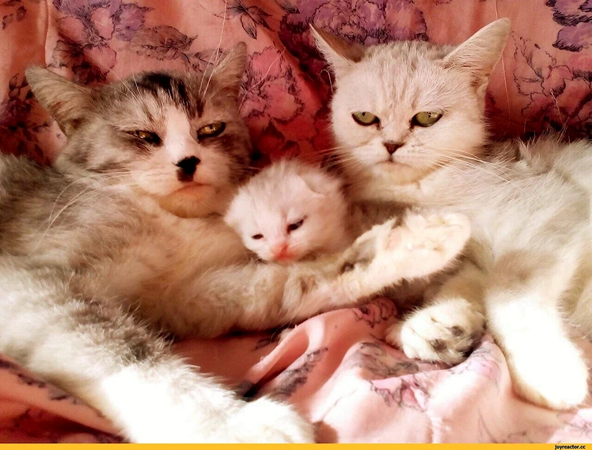 Семья котиков