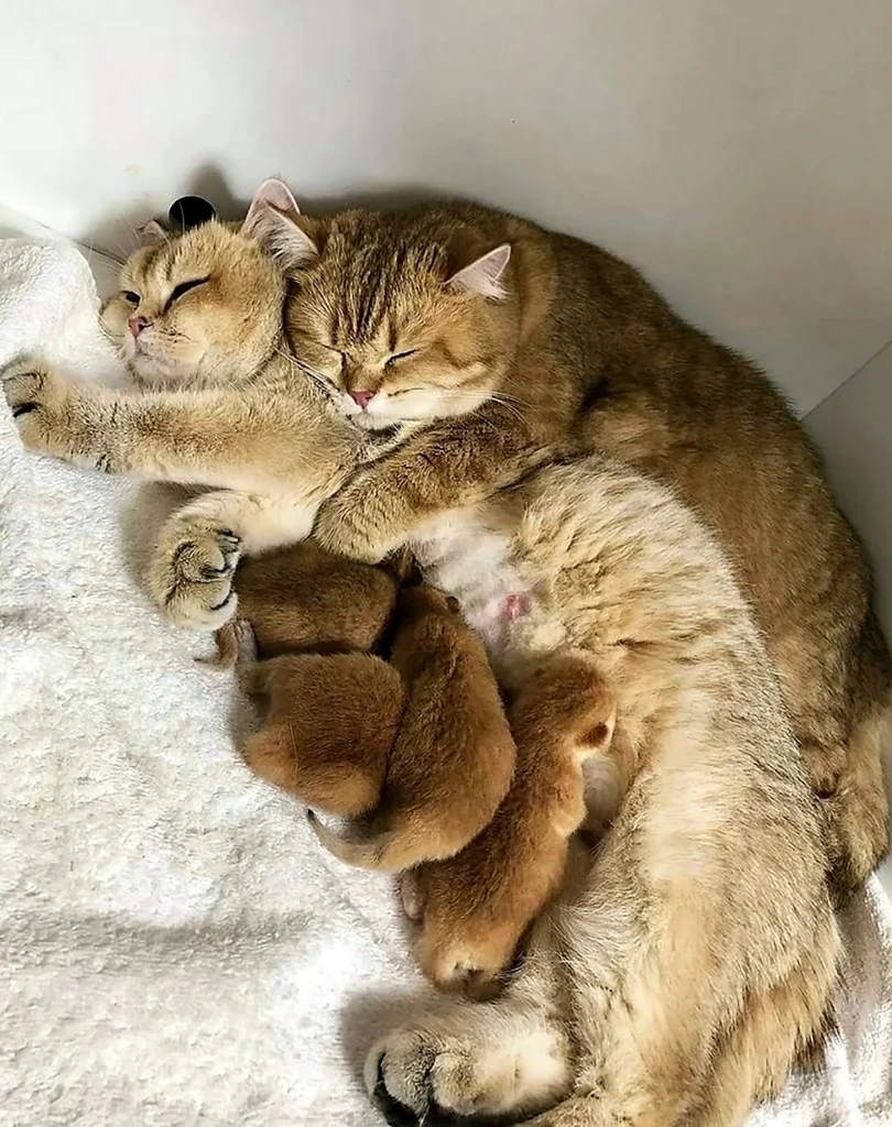 Семья котов