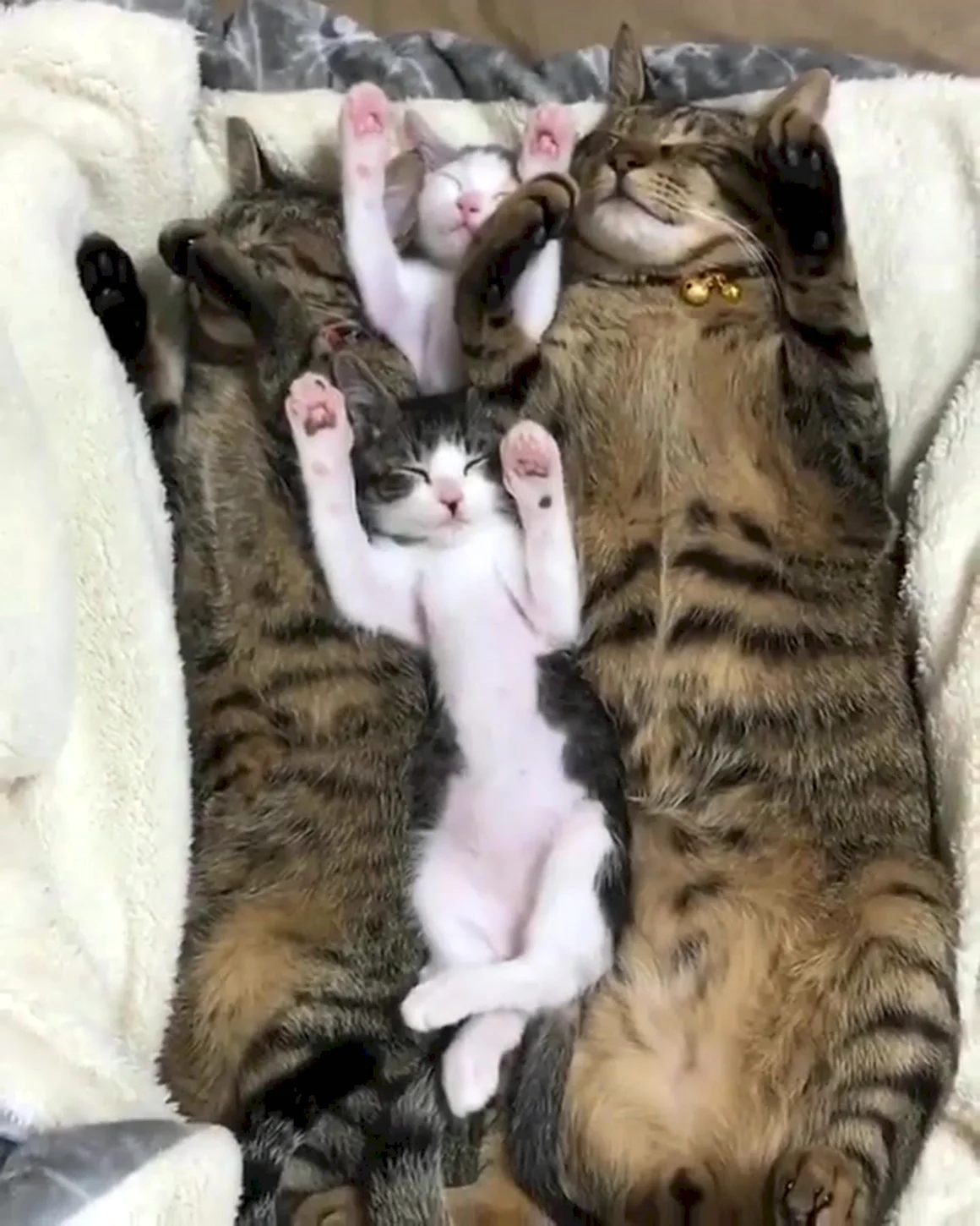 Семья котов