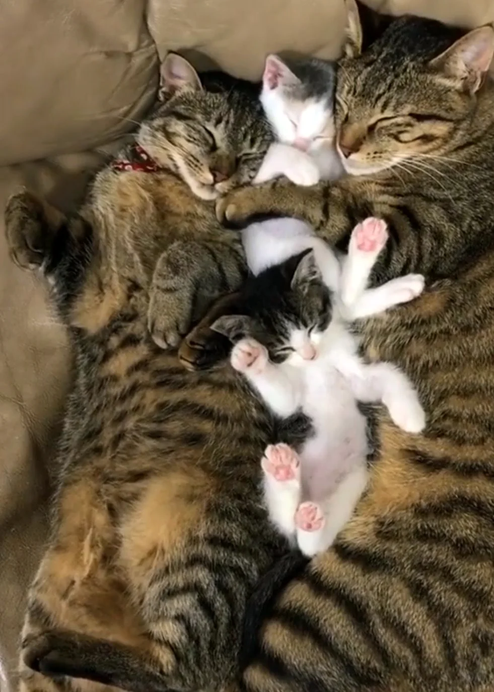 Семья котов