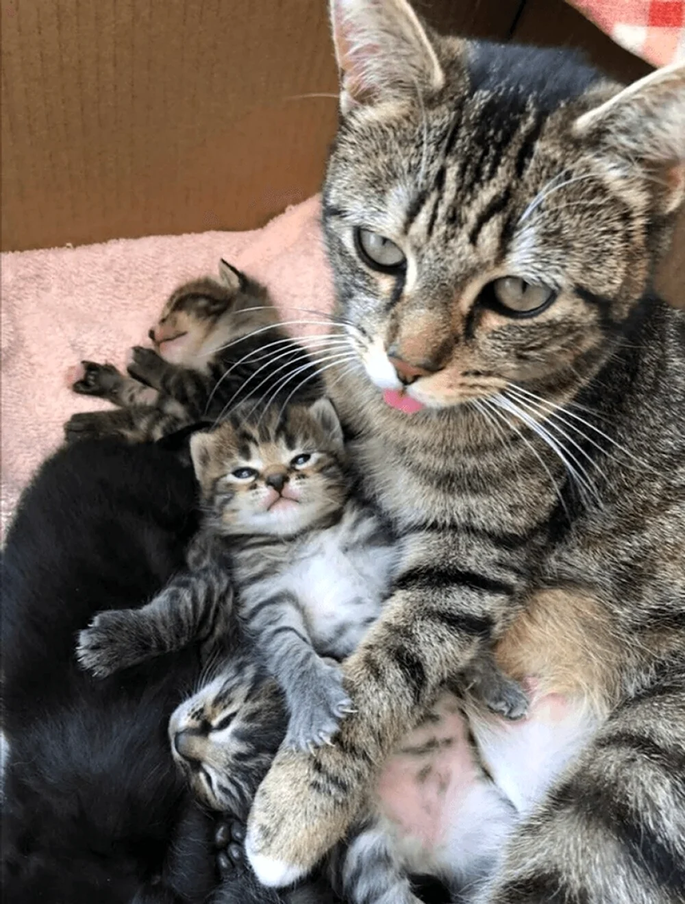 Семья котов