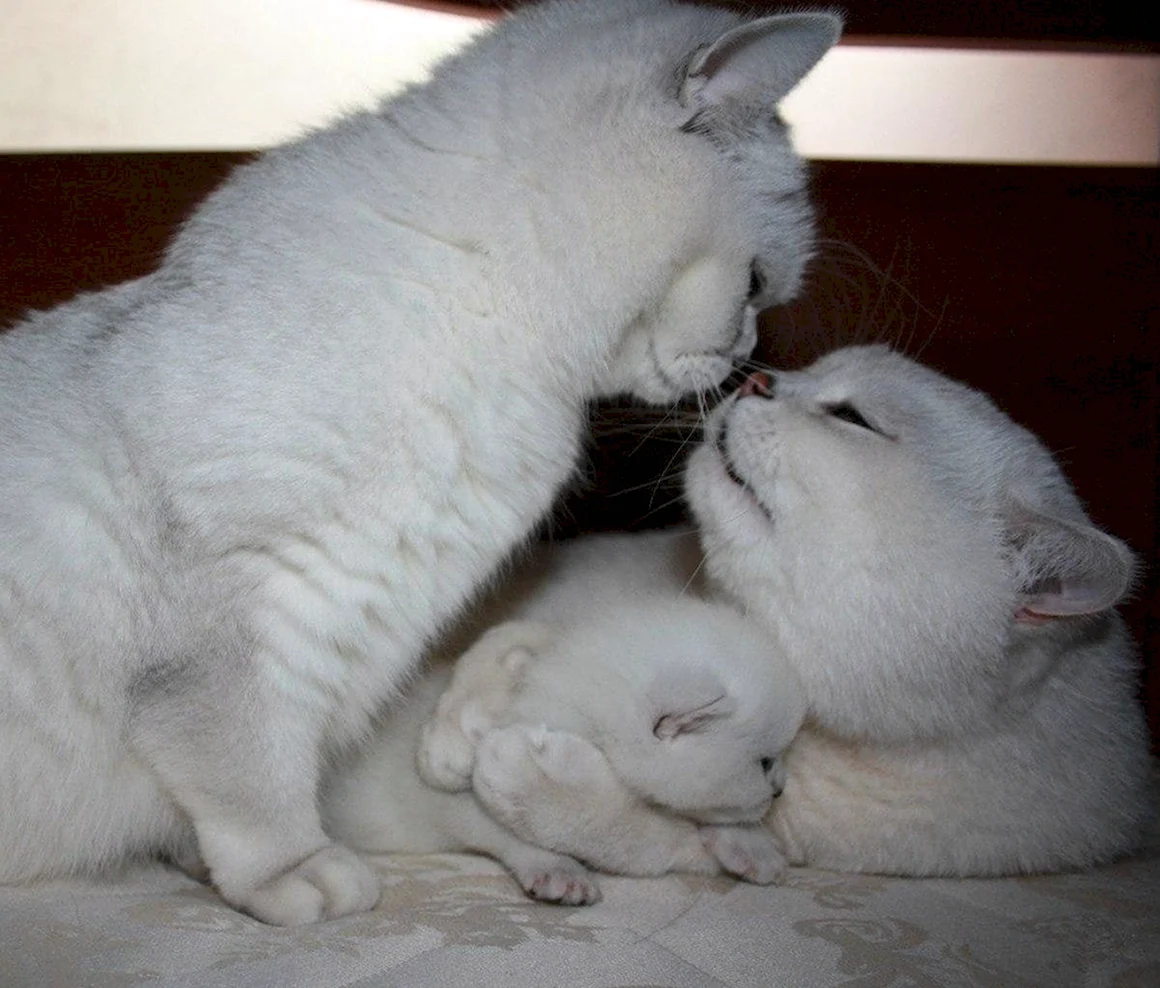 Семья котов