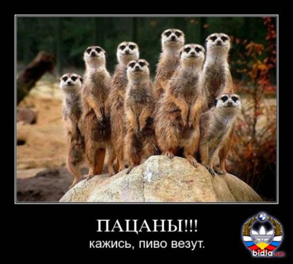 Семья прикол
