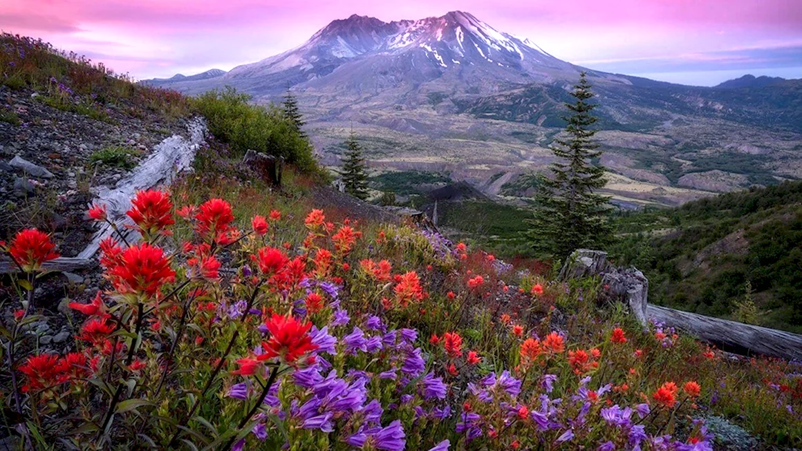 Сент-Хеленс природа