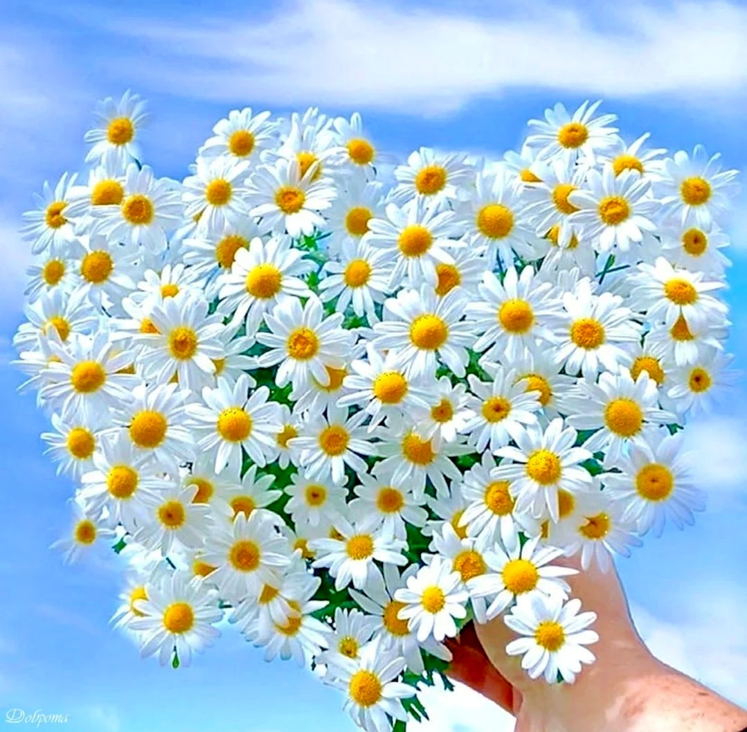 Сердце из ромашек