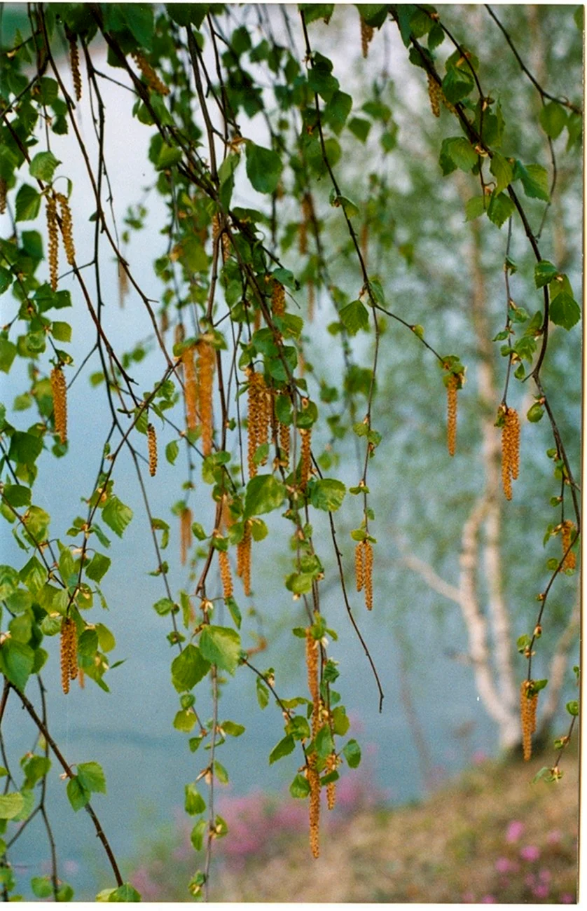 Сережки березы плакучей