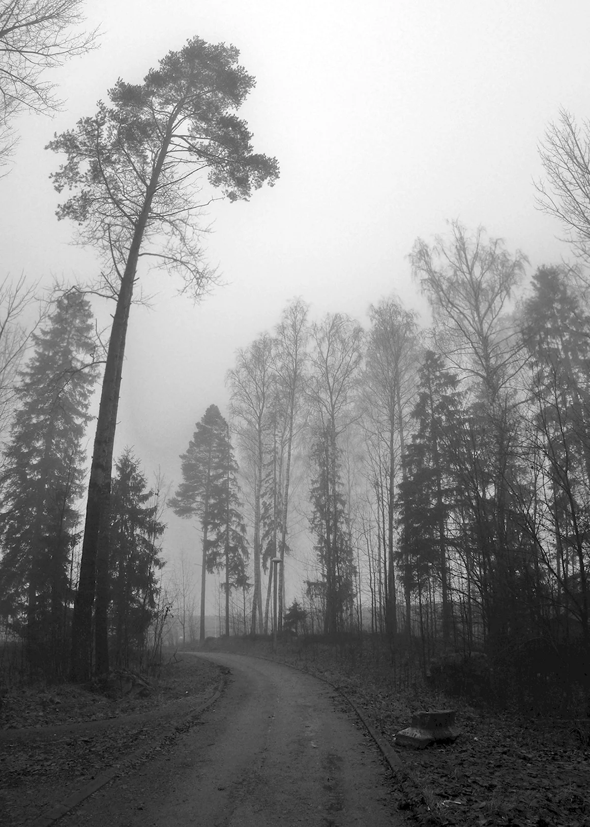 Серый лес