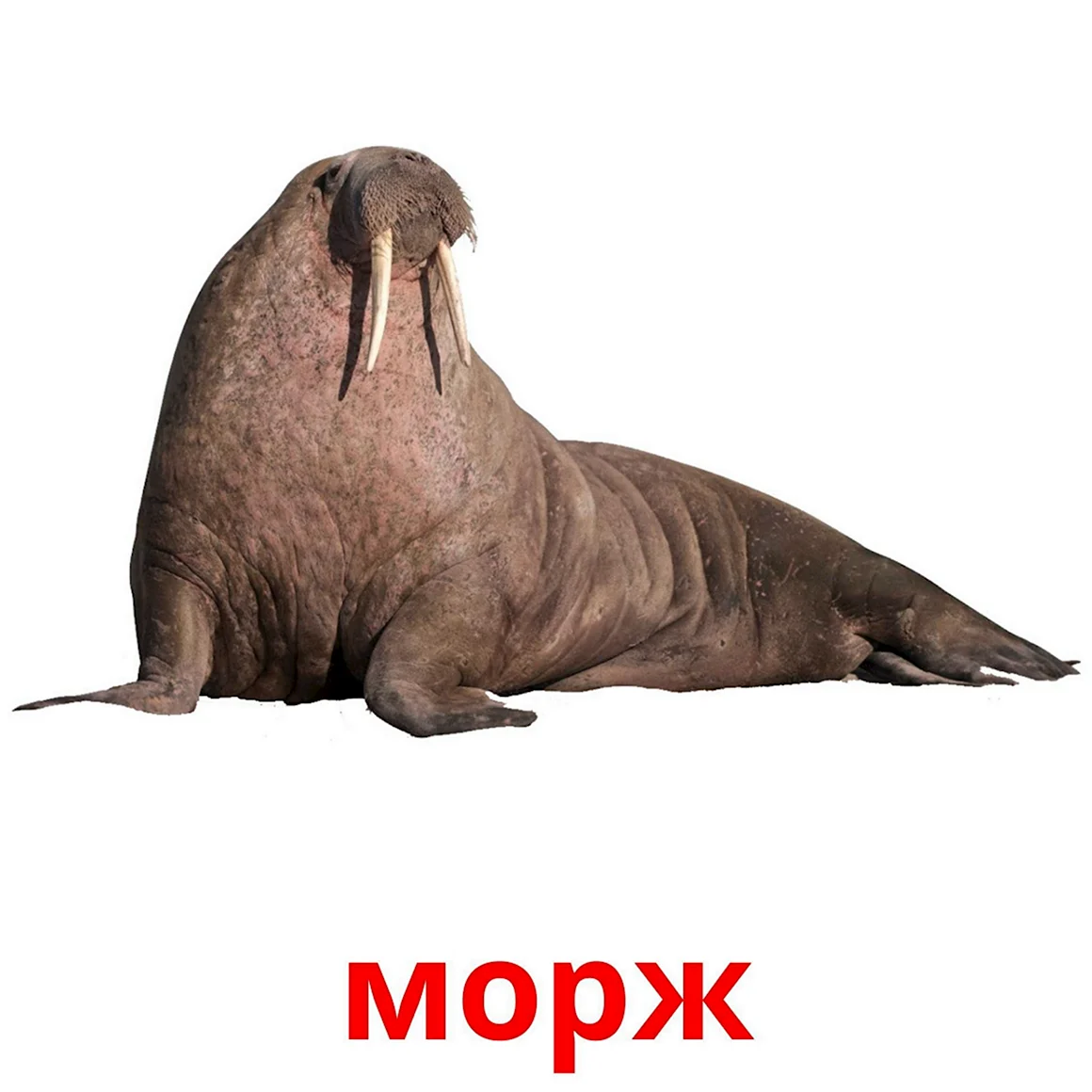 Серж морж