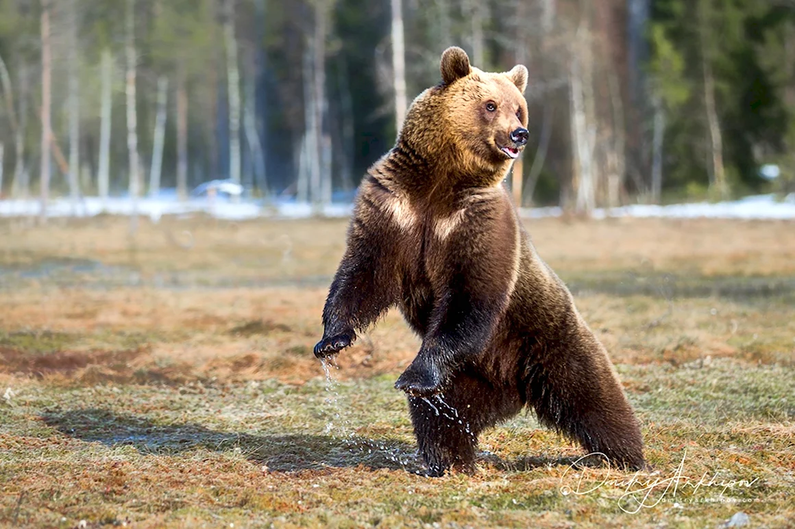 Северная Америка медведь Гризли