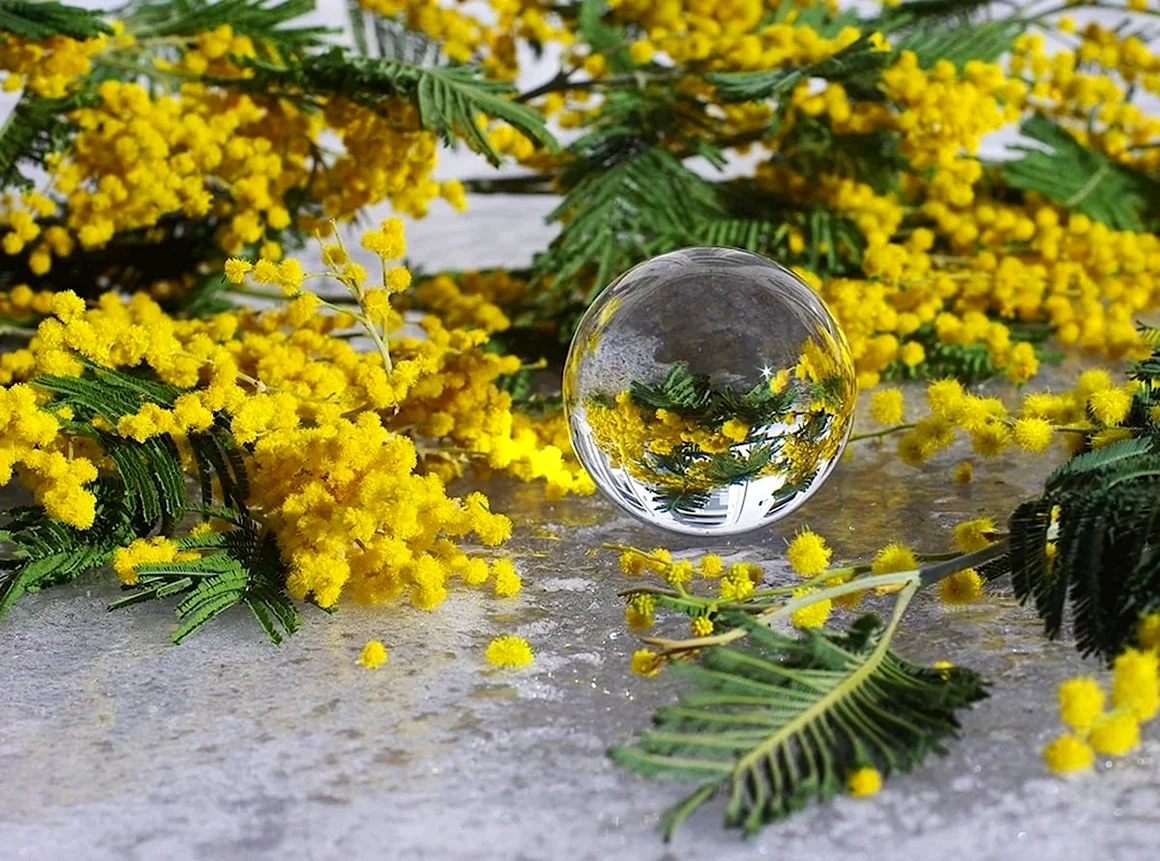 Северная Мимоза