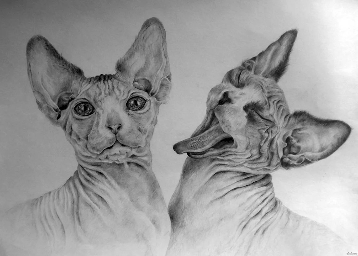 Сфинкс кошка