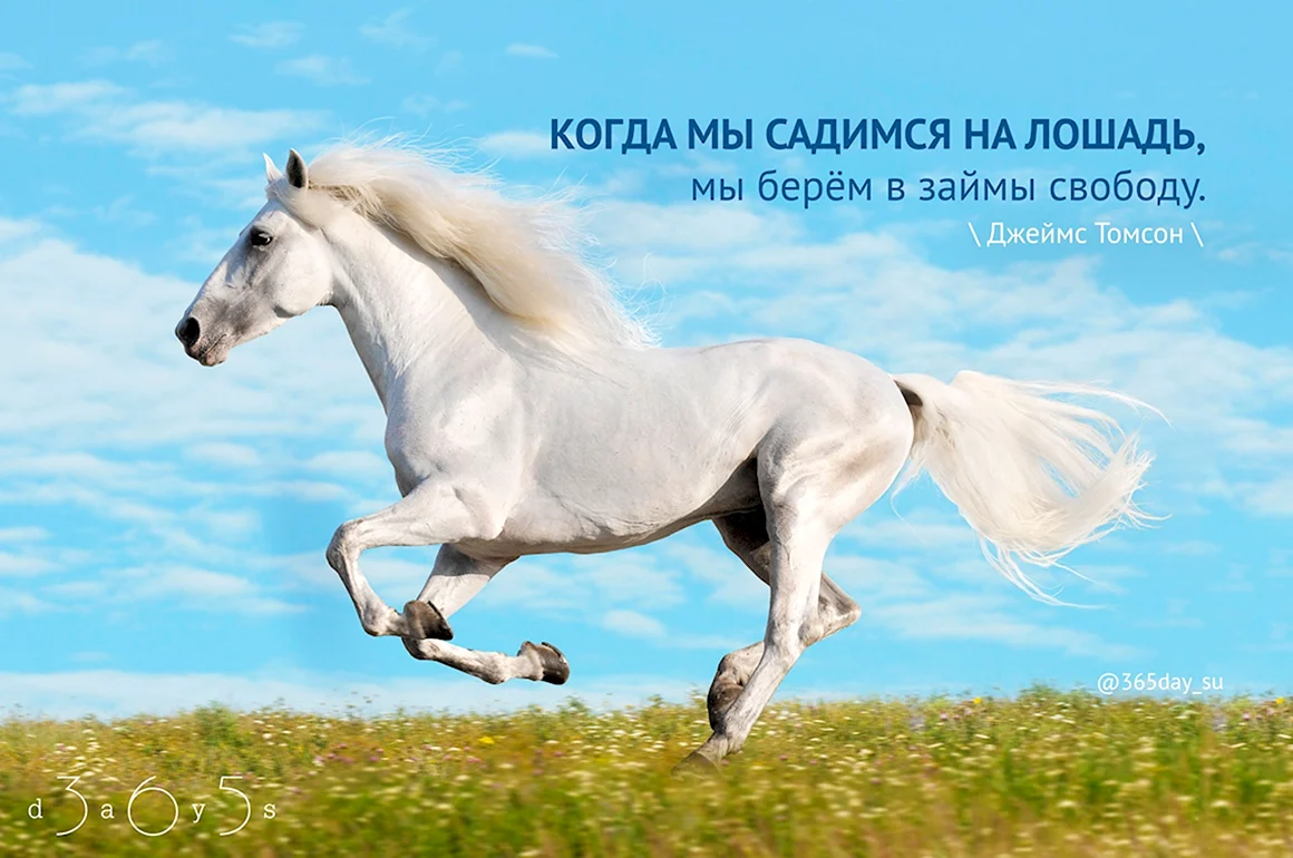 Шайр белый