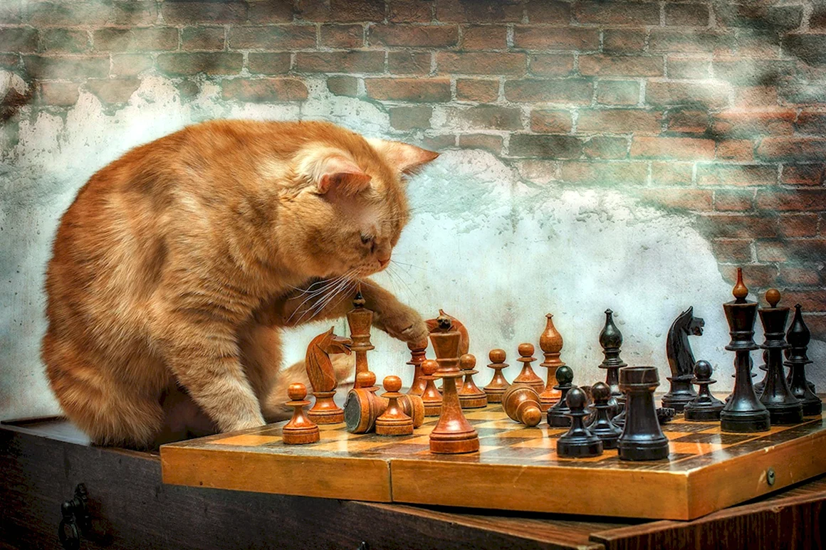 Шахматы кошки