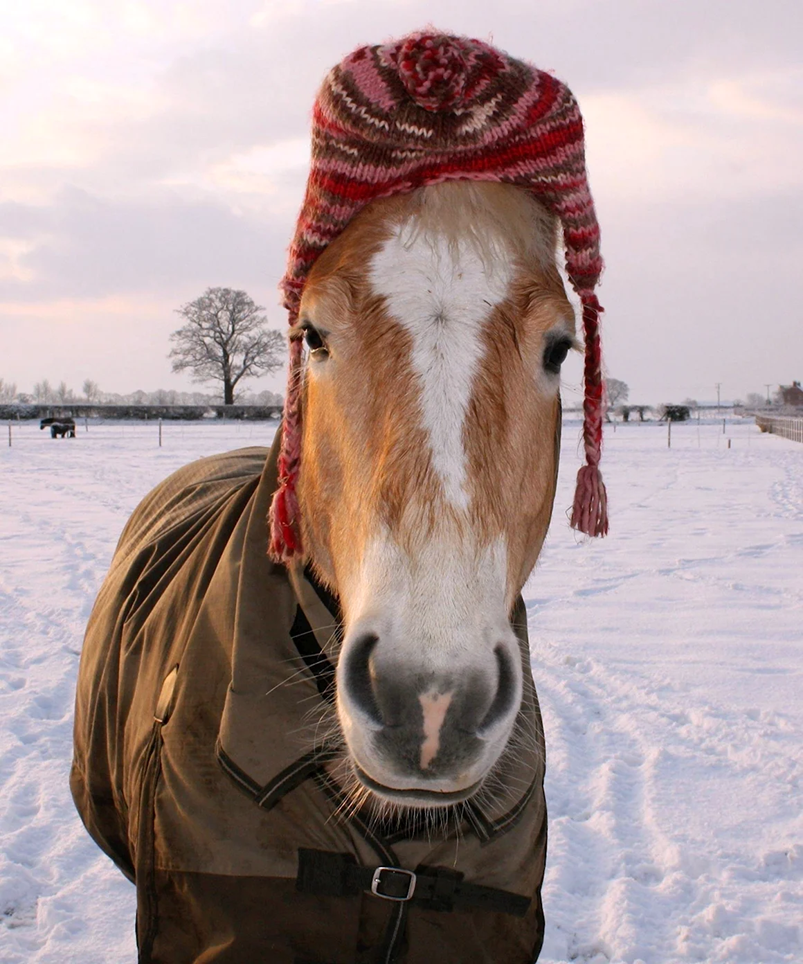 Шапка лошади