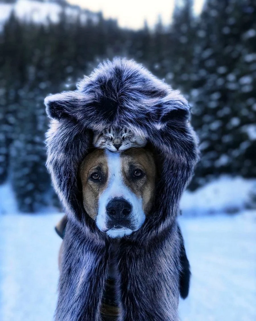 Шапка собака