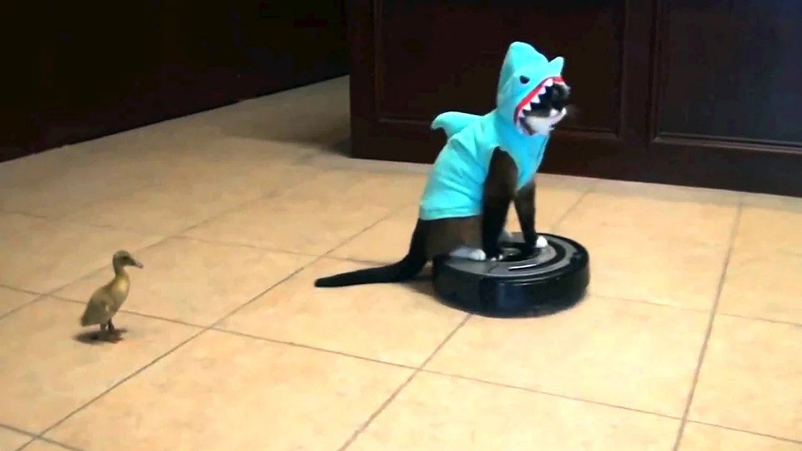 Shark Cat Roomba