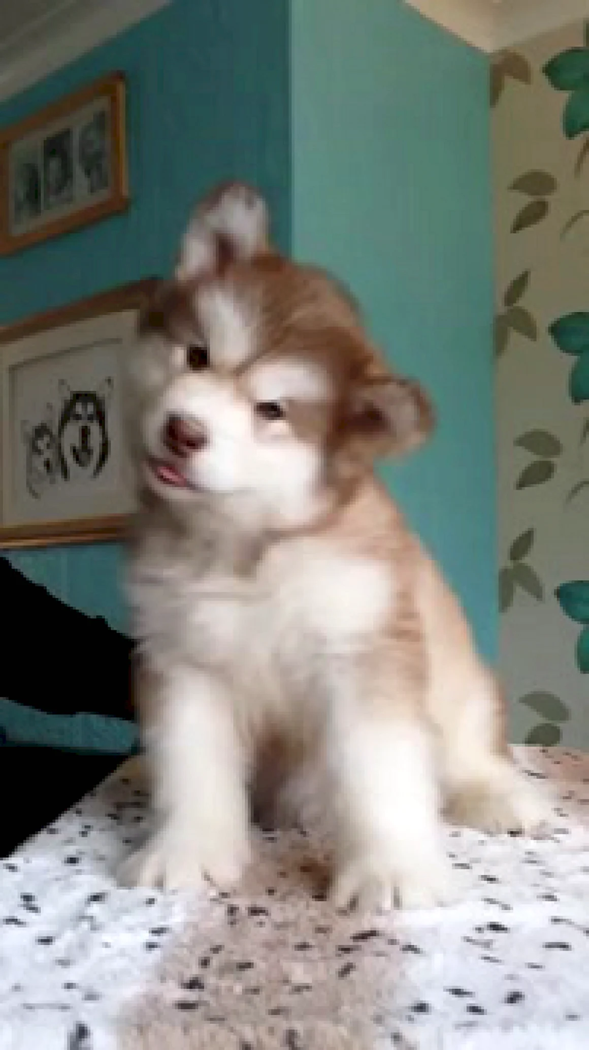 Щенок gif