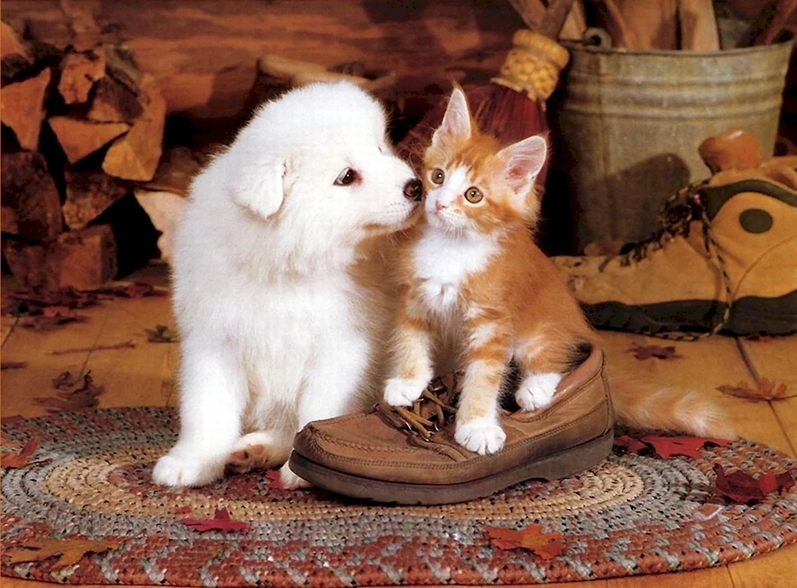Щенок и котенок