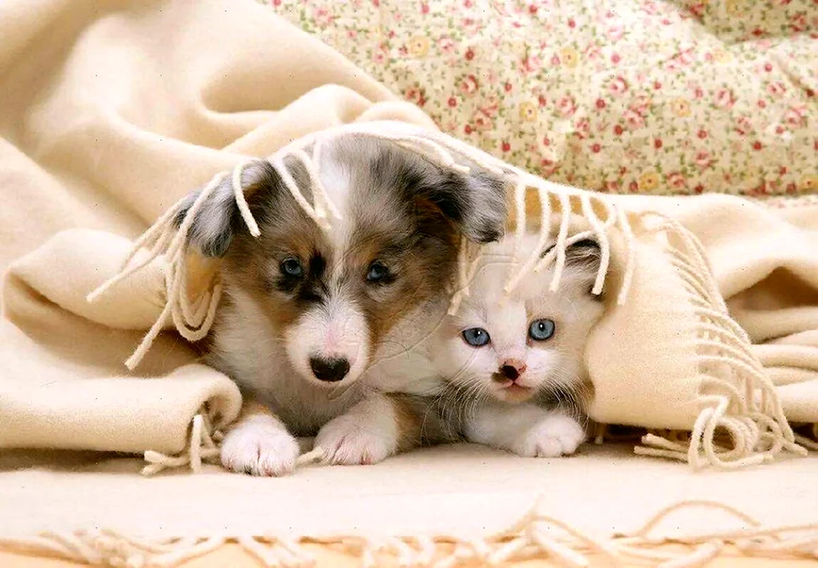 Щенок и котенок