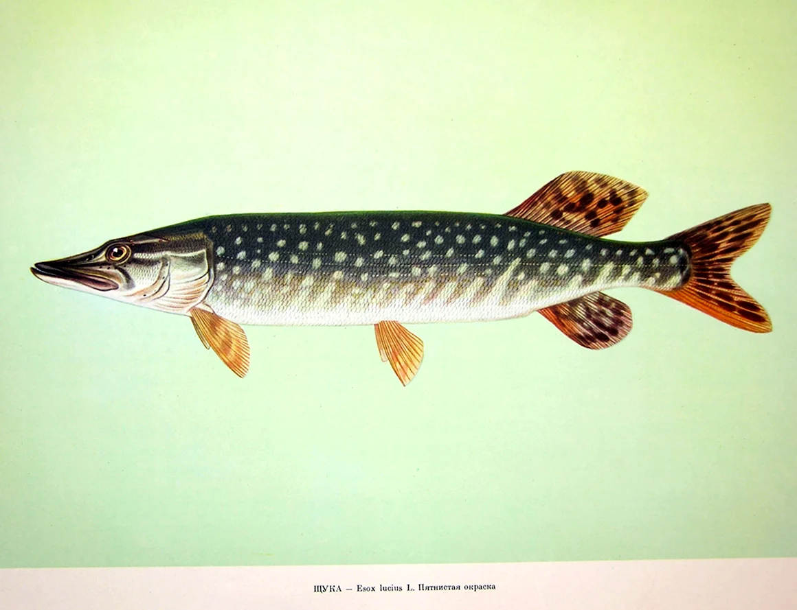 Щука Esox Lucius