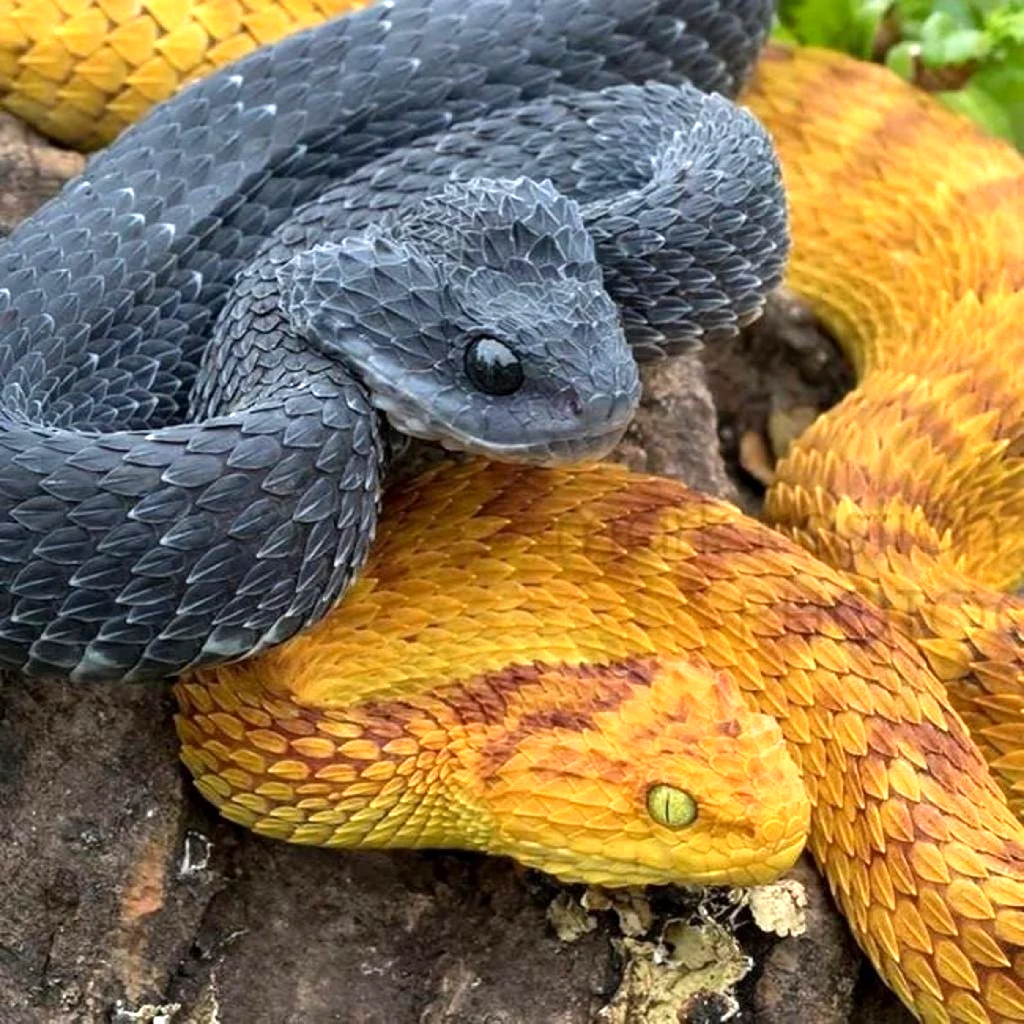 Шершавая древесная гадюка Atheris squamigera