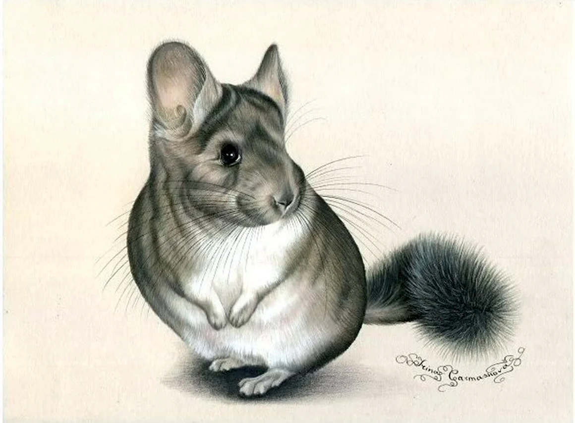 Шиншилла