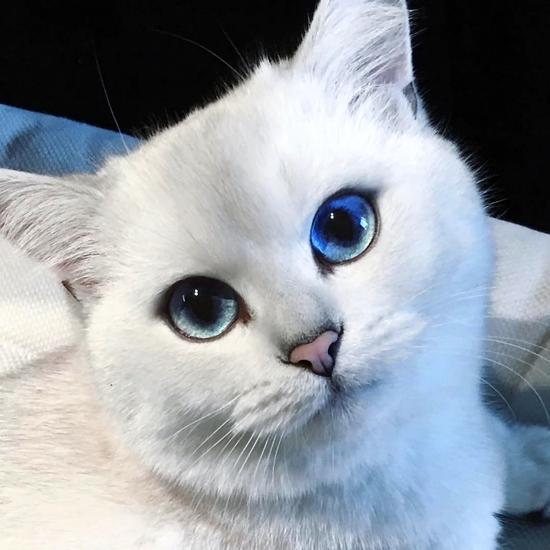Шиншилла Пойнт
