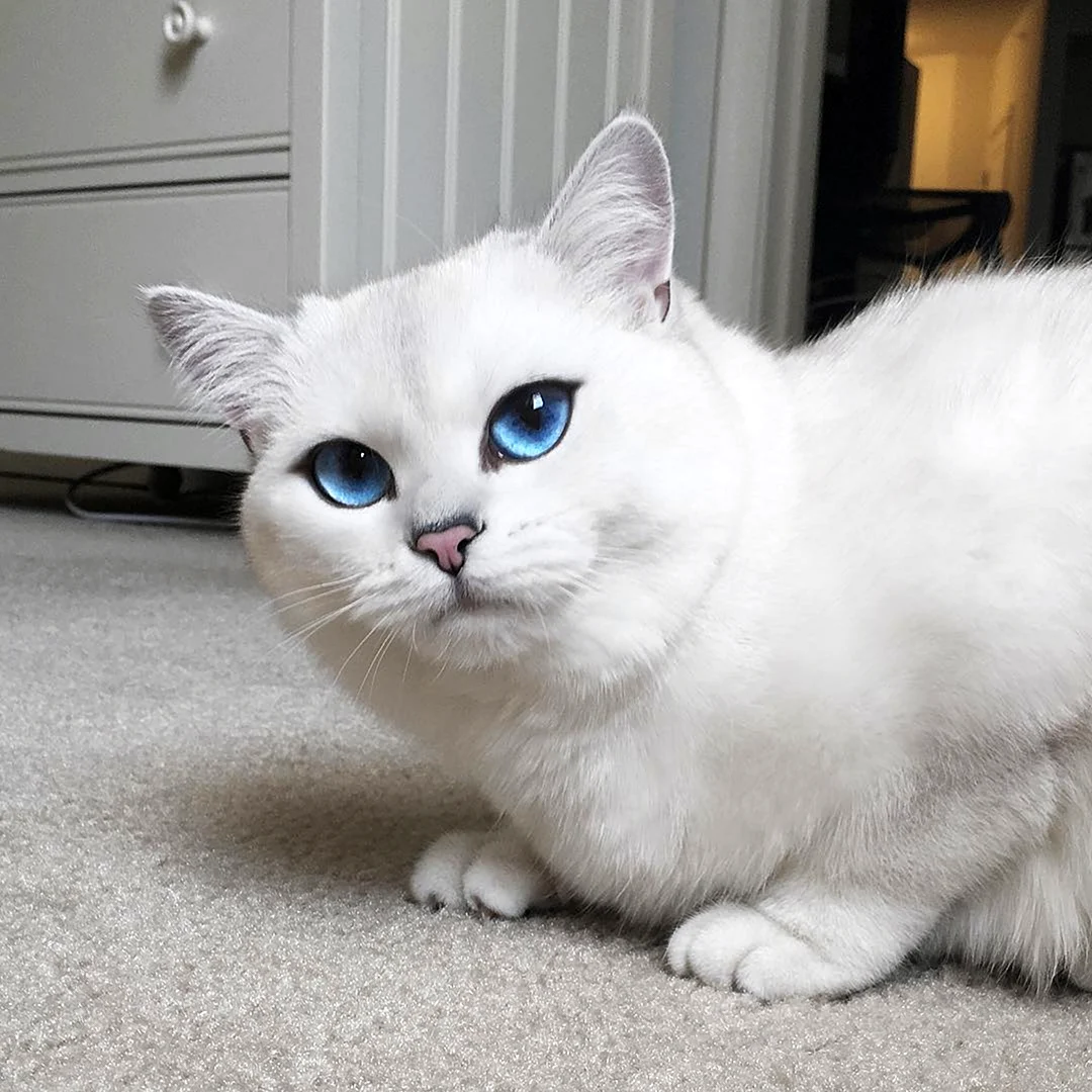 Шиншилла Пойнт Коби