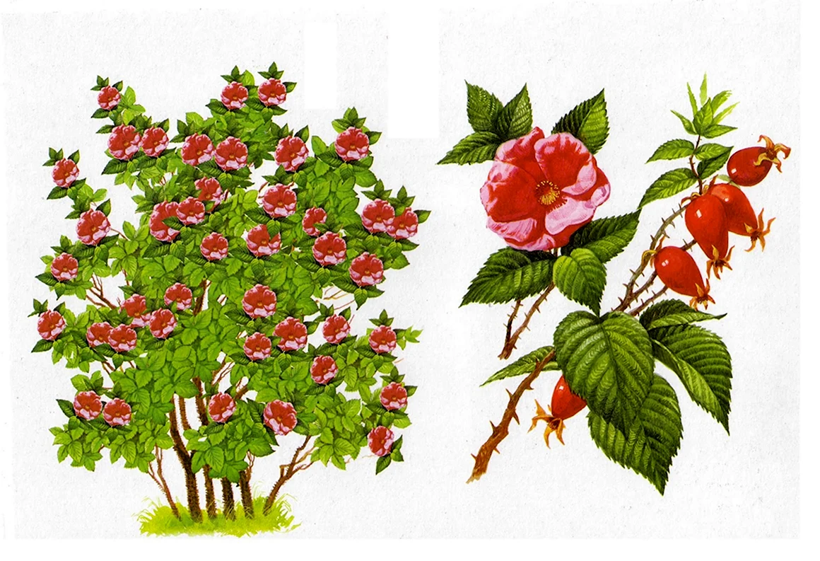 Шиповник кустарник