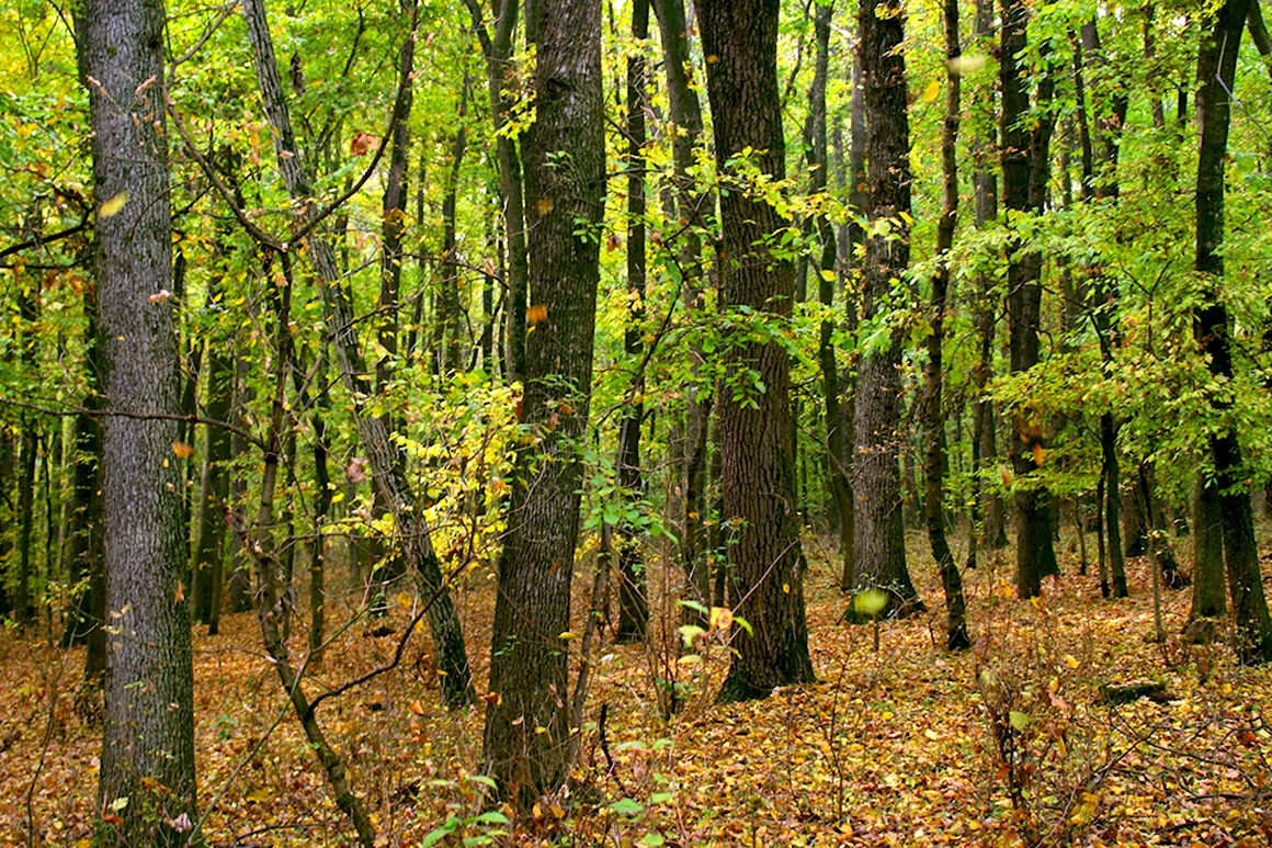 Широколиственный лес Флора