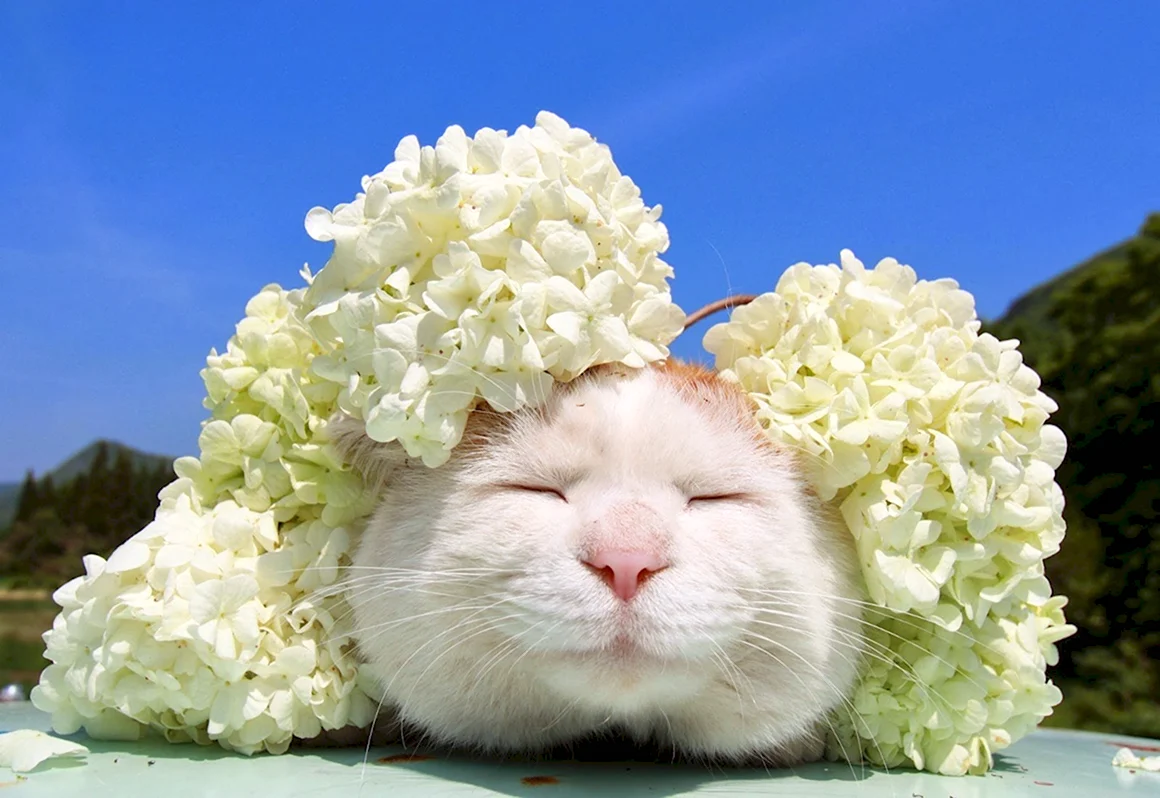 Широнеко кот