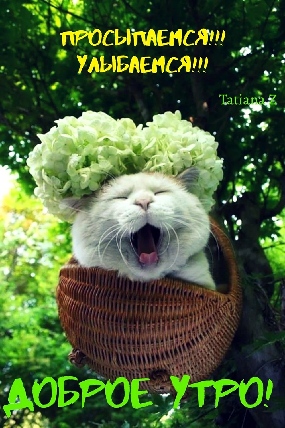 Широнеко кот