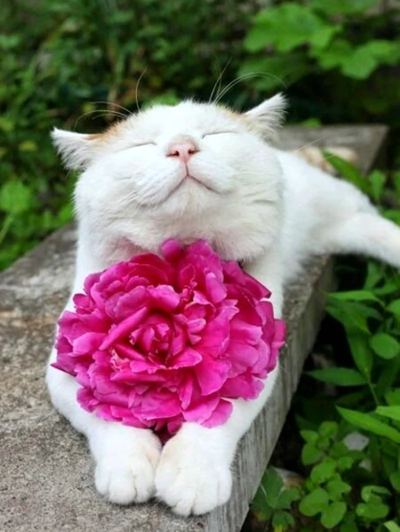 Широнеко кот