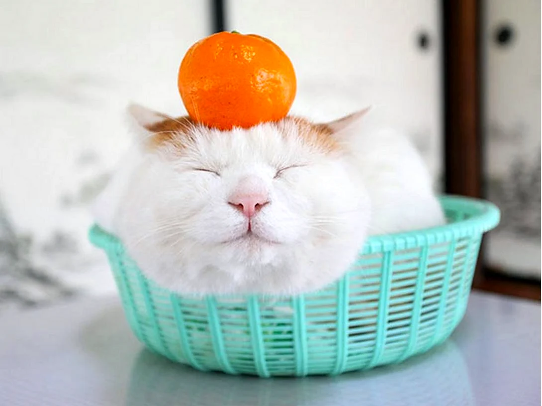 Широнеко кот