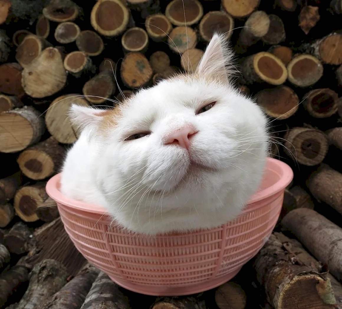 Широнеко кот