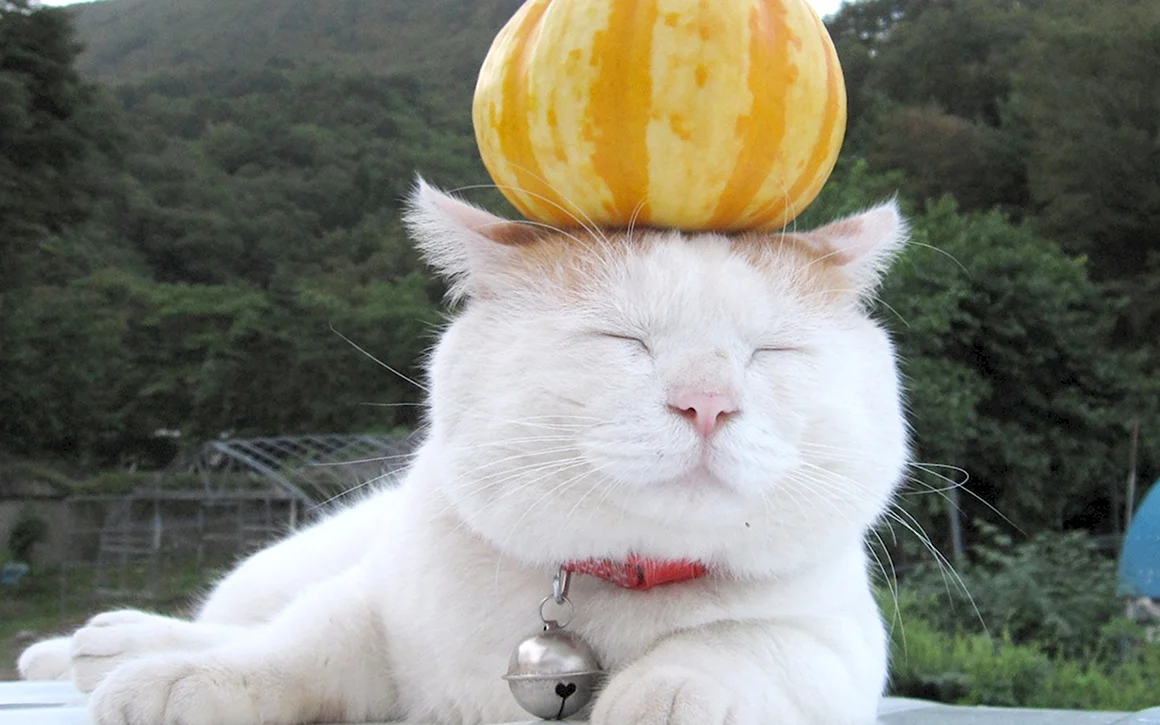 Широнеко кот