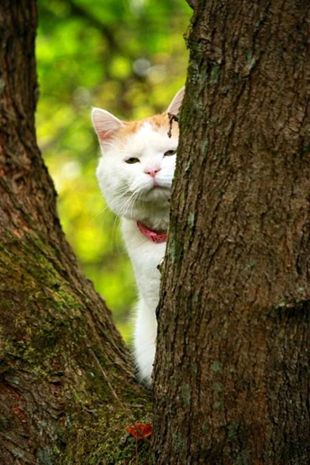 Широнеко котик