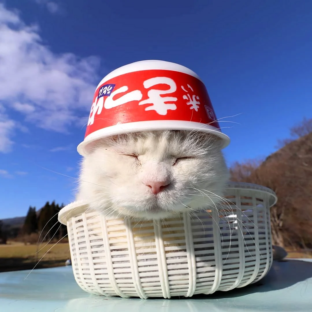 Широнеко котик