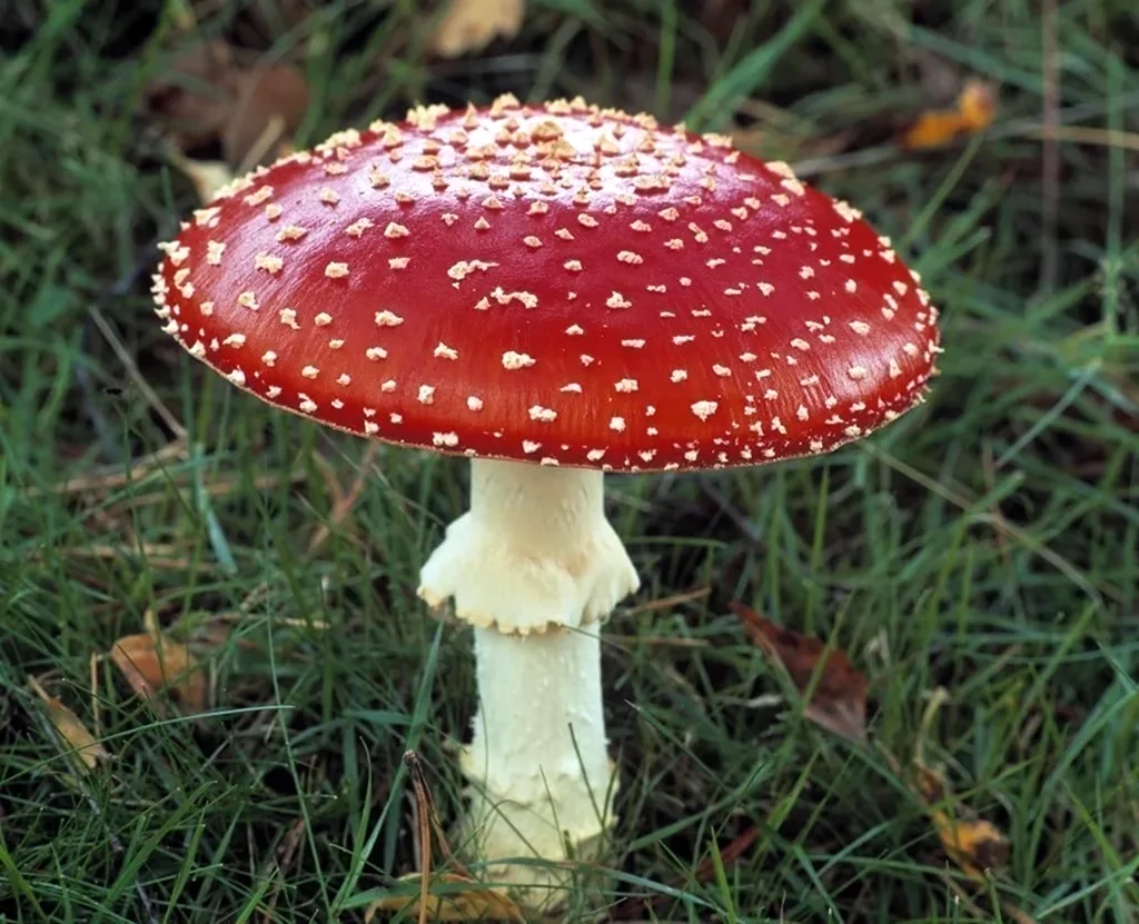 Шляпочные грибы мухомор